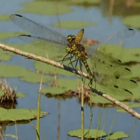 Beaverpond Baskettail