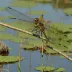 Beaverpond Baskettail
