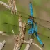 Blue-eyed Darner