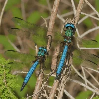 Black-tipped Darner