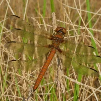 Brown Hawker