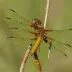 Broad-bodied Chaser