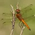 Band-winged Meadowhawk