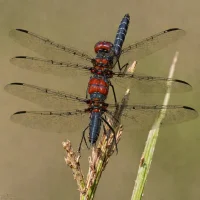 Black Meadowhawk