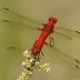 Broad Scarlet