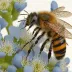 Blueberry Bee (Osmia ribifloris)