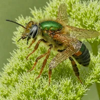 Brown-winged Sweat Bee (Lasioglossum fuscipenne)