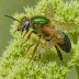 Brown-winged Sweat Bee (Lasioglossum fuscipenne)