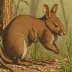 Brown pademelon