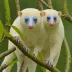 Blue-eyed cuscus