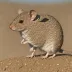 Boullanger Island dunnart