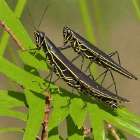 Black-horned Grasshopper (Ceracris nigricornis)