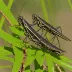 Black-horned Grasshopper (Ceracris nigricornis)