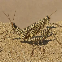 Black-dotted Grasshopper (Catantops melanostictus)