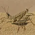 Black-dotted Grasshopper (Catantops melanostictus)