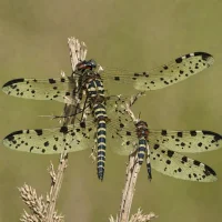 Banded Pennant