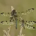 Banded Pennant
