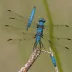 Blue Marsh Hawk