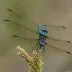 Black Stream Glider