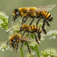 Bombus asiaticus