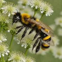 Bombus festivus