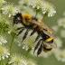 Bombus festivus