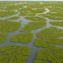 Barataria Basin Marshes