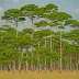 Belize Pine Savannas