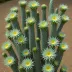 Blue Column Cactus (Pilosocereus pachycladus)