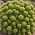 Brain Cactus (Mammillaria elongata cristata)