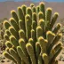 Browningia candelaris