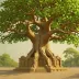 Bodhi Tree (Bodh Gaya)