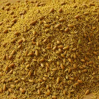 Biryani Masala