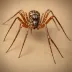 Brown Widow (Latrodectus geometricus)