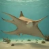 Brown cownose ray