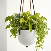 Bloomscape Self-Watering Hanging Planter
