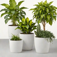 Bloomscape Living Planters