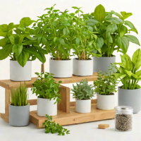 Bloomscape Herb Garden Starter Kit