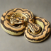 Ball Python (Pastel)