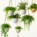 Bloomscape Hanging Planters