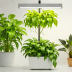 Bonita Plants Grow Light