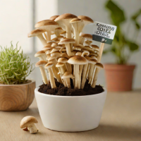 Back to the Roots Mushroom Grow Kit (Oyster)