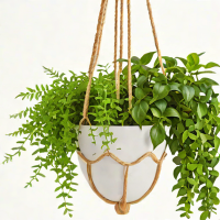 Bloomscape Hanging Planter