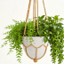 Bloomscape Hanging Planter