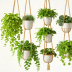 Bloomscape Hanging Planters