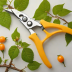Budburst Pruning Shears