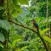 Chocó-Darién Region