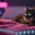 Catnip Infused Bedding