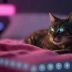 Catnip Infused Bedding