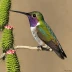Costa's Hummingbird